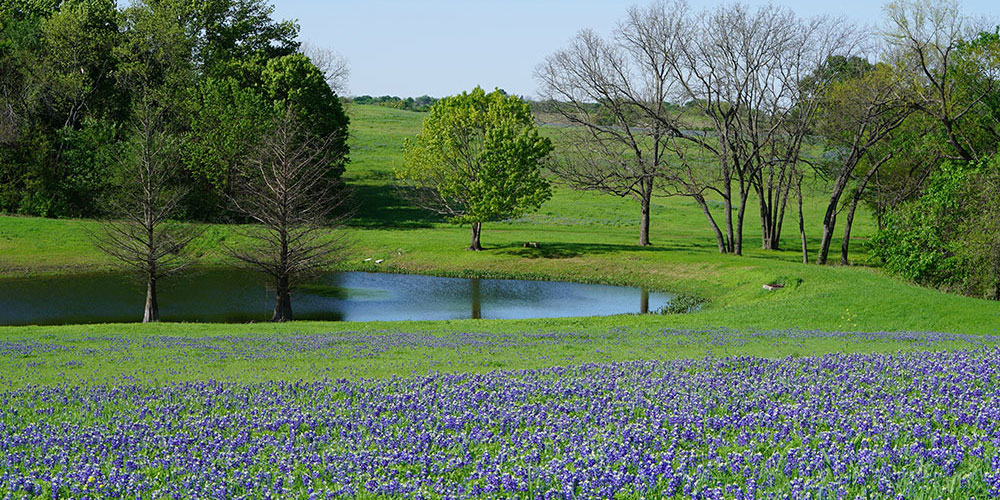 Pond Creation